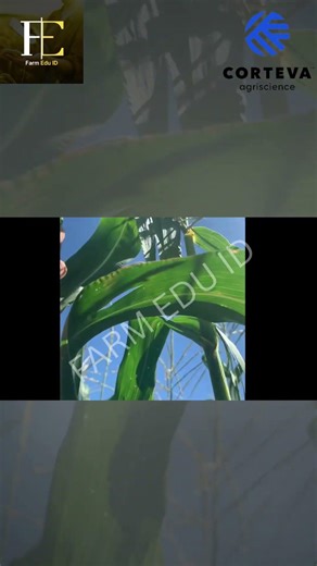 P27 LumiGEN Hybrid Corn Seeds #hybridseeds #cornseeds #hybridcorn #cortevaagriscience