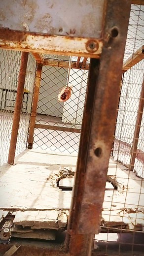 how to make wild animal trap 🪤 #sajadloft #racerpigeons #grizzlepigeon😍🕊 #trap #animaltrap #animaltrapping