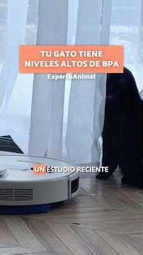 The invisible toxin in your home 🐱⚠️ Your cat has high levels of BPA! 😿 Protect them like this