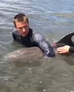 51K views · 710 reactions | Team work makes the dream work! Last month, a dolphin calf was reported to be entangled in fishing line. Perth Zoo veterinary staff, along with local volunteers, assisted the Parks and Wildlife Service, Western Australia to disentangle the calf. | Perth Zoo | Facebook
