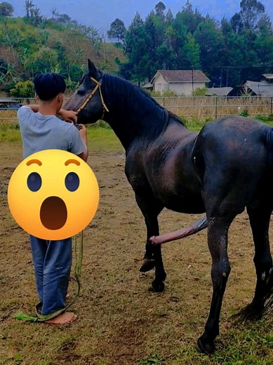 Black Arabian Horse Breeding Process: Mare and Stallion
