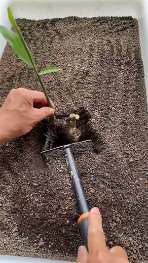 Tiny Tree Planting That Looks So Satisfying 🌱Mini Garden Tree Plantation in a Small Pot