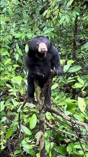 Trees serve as a natural climbing gym for sun bears