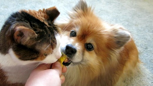 I was trying to take pictures of the pets for New Years and someone kept on pulling. | Holly H Designs
