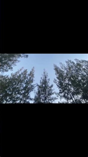 Looking Up at the Pine Forest Canopy | Background Sound