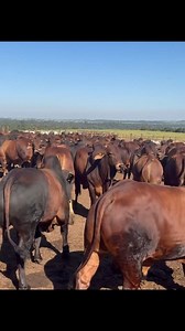 10M views · 314K reactions | Cattle farming‍ | Agriculture LIFE Media | Facebook