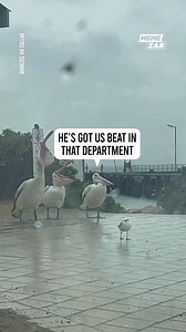 946K views · 13K reactions | Why did the seagull look so awkward?  | Memezar | Facebook