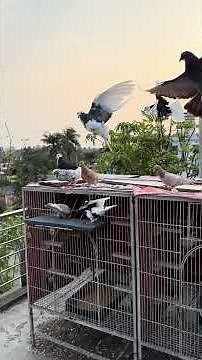 Perfect trapdoor training results 😍🕊️ Watch these Birmingham Rollers fly in fast! #pigeontraining