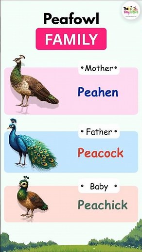 Birds Family Names for Kids 🐦 | Peacock, Hen, Swan, Duck & Babies Name in English #kidslearning