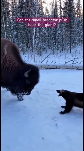 Bison vs Wolverine: Snow Showdown