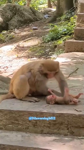 Oh No! What’s Happening to the Baby Monkey? 💖🌿 #baby #NewsUpdate #monkey #Very #reels #Leo #newborn #cute #milkyway #crying | Monkey history 2024