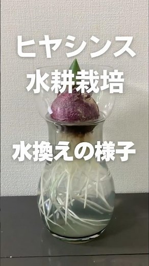 【ライフスタイル】ヒヤシンスの水換え管理（水耕栽培）