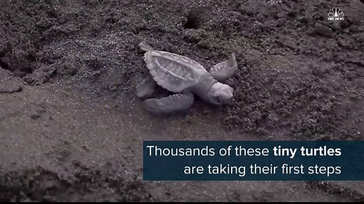 221K views · 5.1K reactions | Watch thousands of tiny turtles taking their first steps after the sea turtles' annual egg-laying ritual in Costa Rica. | NBC News | Facebook