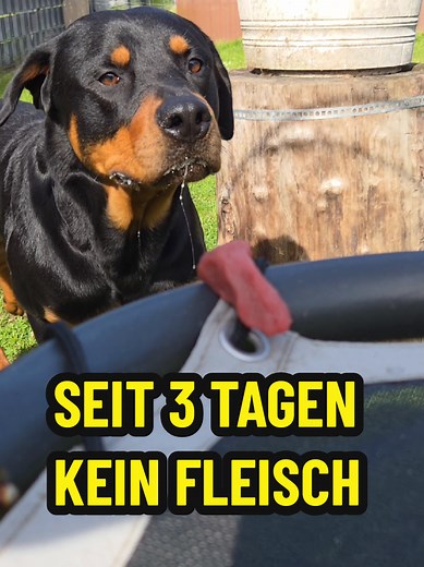 Ares seit 3 Tagen ohne Fleisch – was tun?
