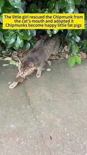 Adorable Chipmunk Encounter with Cat
