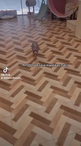 581K views · 10K reactions | Kali ni kita mandikan kucing bogel . Macam mandikan budak  | Johan and His Cats | Facebook