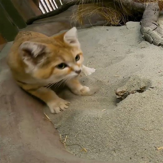 Volume up if you dig sand cat sounds 🔊