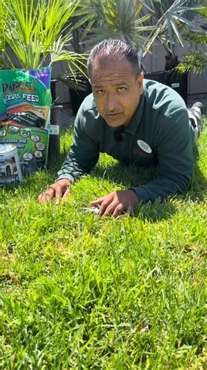 Want a green, lush lawn through fall and winter? Follow these three easy steps! As we head into cooler weather, you can adjust your irrigation schedule to fewer times per week. Weed and feed is a great all-around product that nourishes your lawn while killing weeds. Just remember—you’ll need to wait 3–4 weeks before reseeding, otherwise it will stop your new lawn seed from growing. Not sure what kind of lawn you have? Take photos or even bring in a sample baggie with a few blades so we can help 