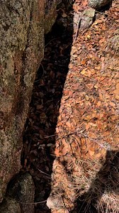 26 reactions | Jeff releases a Striped Whipsnake into the rocks it was exploring that day. | Rattlesnake Solutions | Facebook