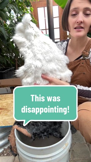 A lot of people swear by egg yolk tanning — and it does work. But after finishing one hide and comparing it to day 4 of bark tanning, I’m honestly a little disappointed. Egg yolk is fast and soft. Bark tanning is slower — but the structure and durability already feel different. I’m still testing both, but so far… bark is winning for me. 👇 Tell me what you use EGG 🥚 or BARK 🌳 #R#RabbitHideH#HideTanningB#BarkTanningE#EggYolkTanningH#HomesteadSkills