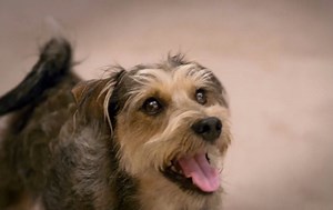 Robo-pies 2 | Oficjalny zwiastun / trailer nr 1 (polski) | 2017 | Film