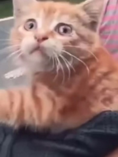 ❤️were having soft tacos later❤️#CapCut #fyp #SaveIt4TheEndZone #memes #foryoupage #fy #Cats