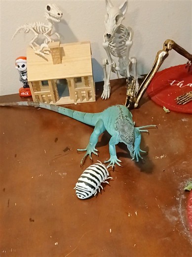 Iguana Care Tips for Beginner Reptile Owners