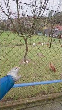 Jak na jaře nehnojit ovocné stromy a keře