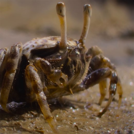 16K views · 169 reactions | At this week's rose ceremony, the contestants might be a little crabby. Season 2 of #ARealBugsLife, narrated by Awkwafina and inspired by Pixar's A Bug's Life, is now streaming on Disney+! | National Geographic TV | Facebook