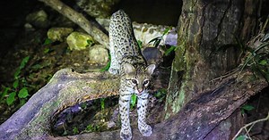 Belize Zoo Night Tour
