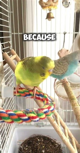 CLICK ON THE VIDEO it doesn’t give me money 😔