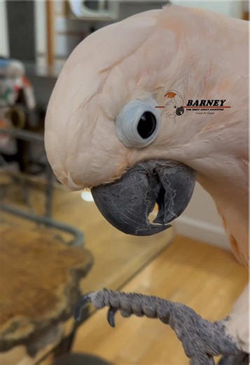 Sweet Talking Barney the Cockatoo: A Charming Companion