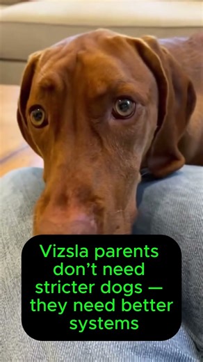 Vizsla parents don’t need stricter dogs 🐕🧡 #highenergydog