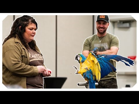 Macaw Masterclass: Training a Blue & Gold and a Scarlet with Very Different Challenges
