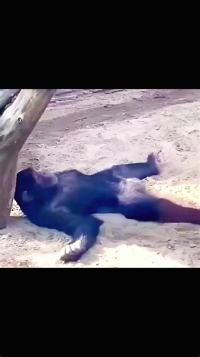 so funny gorilla video I can't stop laughing 😆 🤣 #funny #sofunny🤣🤣 #funnygorill #foryou #viralvideos
