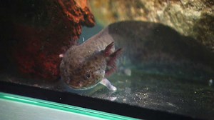 Axolotl mexický - ČT edu - Česká televize