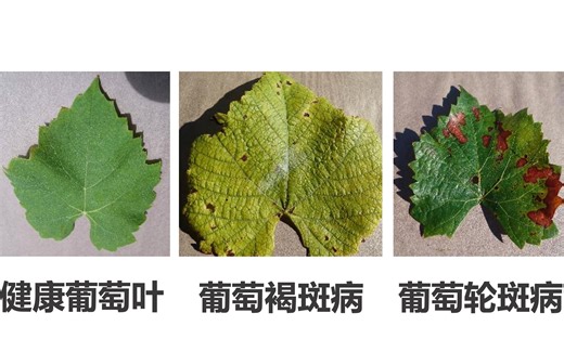 人工智能助力乡村振兴：华为云ModelArts开发农作物病虫害识别应用