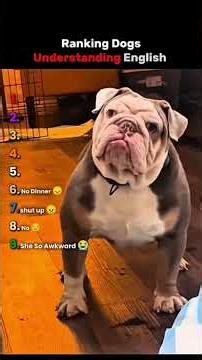 Ranking Dogs Understading English | Very Funny!