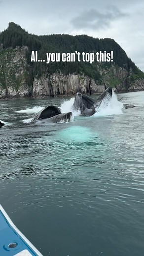Filmed back in July ‘25 and after 68 million views, it remains one of my favorite moments. Humpbacks use bubble-net feeding which is a cooperative hunting strategy where they dive deep, release spirals of bubbles to trap prey, then surge upward together for a massive gulp. In accordance with federal regulations, our vessel maintained the required distance at all times. The whales approached us, and we remained stationary until they safely moved on. Like what you see? Give us a follow for more in