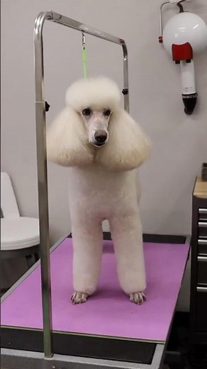 Grande Style Dog Grooming Standard Poodle