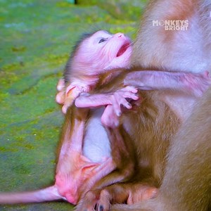 Oh no... Poorest baby monkey Brady crying tantrum angry mum not nursing | 古风好剧
