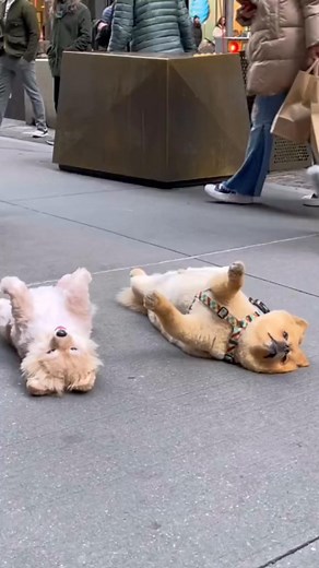 "I thought it would be cute. I didn’t think I’d cry. It looks EXACTLY like him." 💕 We don’t do generic. Every Cuddle Clone is hand crafted to match your pet’s unique markings, ears, body shape, even that crooked little smile. 🧵 Made by artists. Fully custom. 🎉 Now $150 off for a limited time. ❤️ A portion of each purchases go towards saving 3,000 shelter pets 👉 Send us a few photos. We’ll take care of the magic. Celebrate your pet, while they’re here to enjoy it with you. | Cuddle Clones