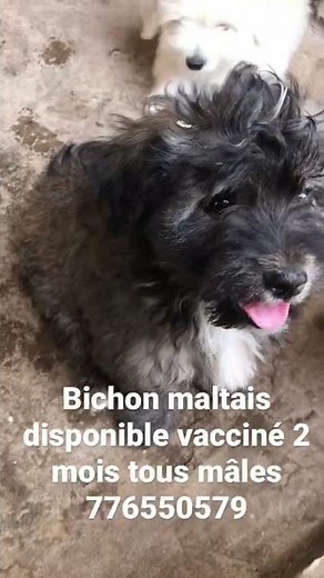 Bichon maltais disponible vacciné