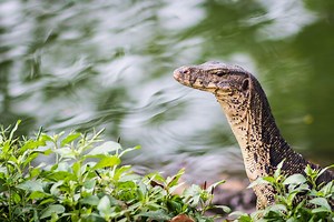 Giant monitor lizard climbs up 7-Eleven milk shelf to cool off