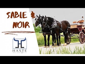 Old Style Percheron Draft Horse Team: Majestic & Powerful For Sale 606-303-5669