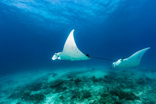 澳大利亚季节性野生动物观赏之旅 —— 澳大利亚旅游局