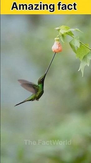 🐦World smallest Bird | Hummingbird