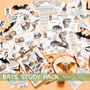 Bats Unit Study Homeschool Fall Activities Bat Anatomy & Life Cycle Halloween Materials Bats Poster and Flash Cards Nature Study Journal - Etsy