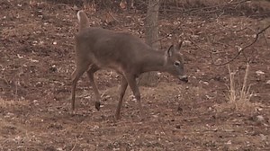 Deer crashes expected to rise this month