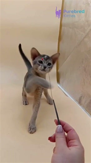Meet Eric: Playful Blue Abyssinian Kitten 🐾 Curious & Loving! #Abyssinian #BlueKitten